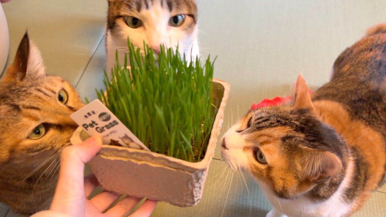 久しぶりの猫草