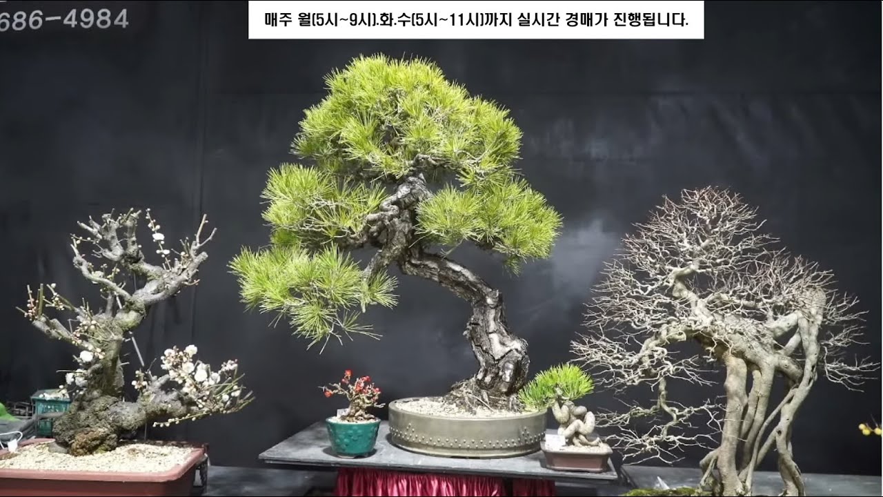 제293회 창원 대산 분재경매장 1월 21일 실시간 경매