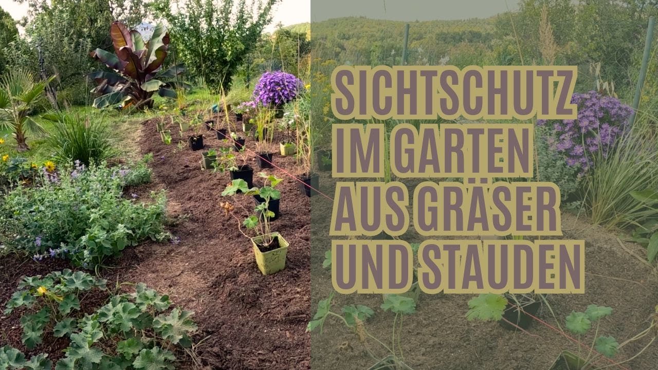 Sichtschutz im garten mit Ziergräser und Stauden