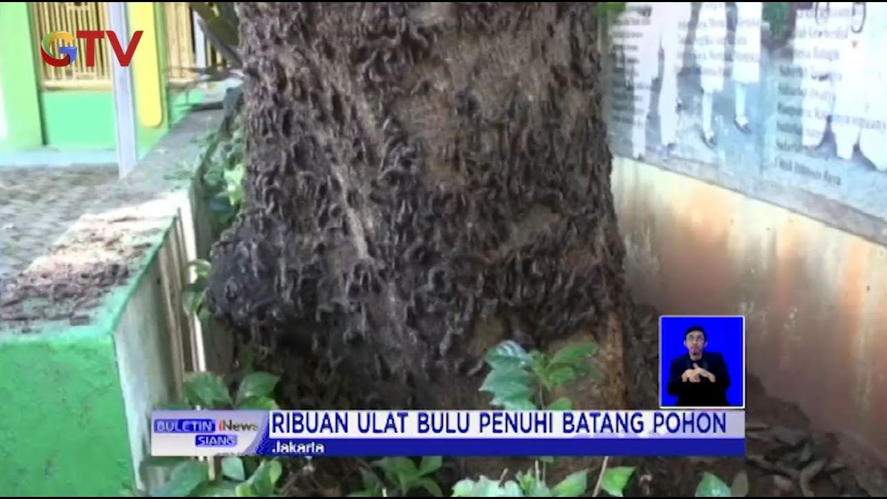 Ribuan Ulat Bulu Penuhi Batang Pohon Sekolah di Jakarta #BIS 18/09