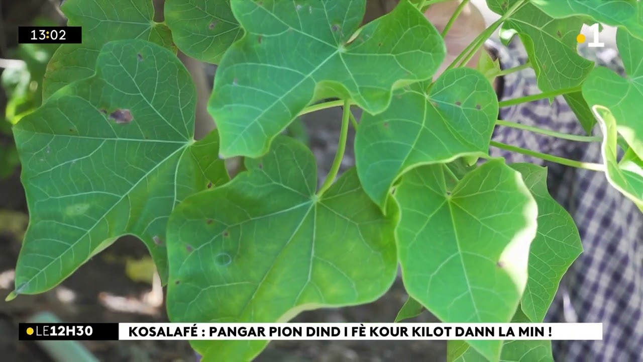 Kosalaf&eacute; ! Kosa i sony kw&eacute; ? Nout naturaliste i m&egrave;t anou angard kont Pyon Dind  !
