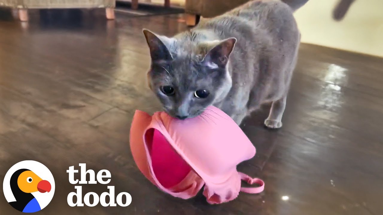 Cat's Favorite Things In The World Are Bras | The Dodo
