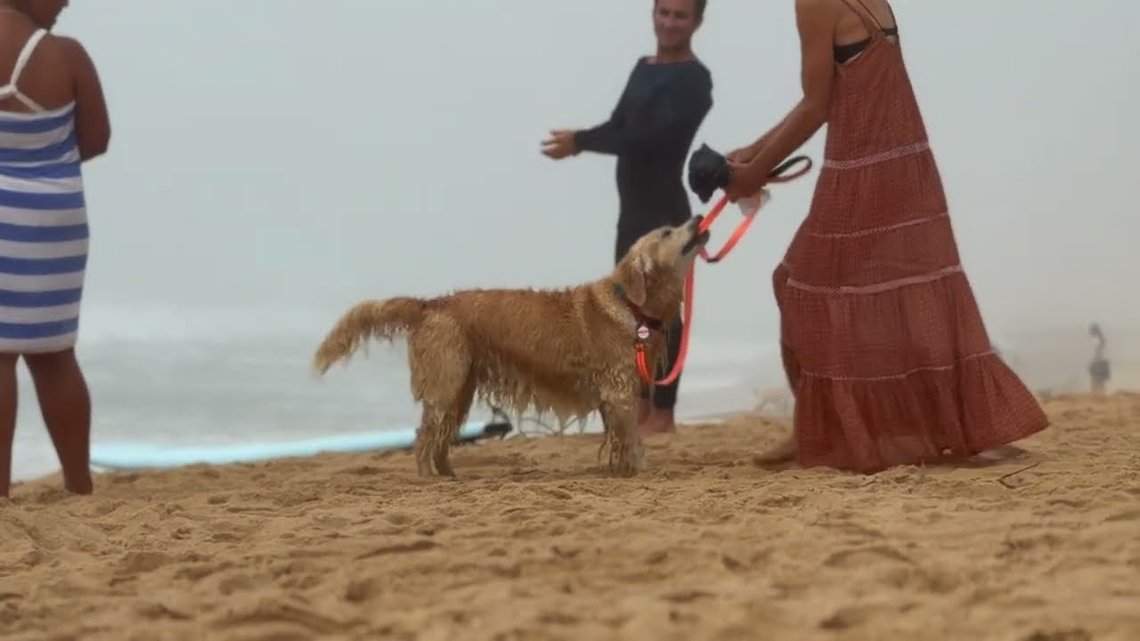 Dogs of Ditch Plains Beach - Montauk, New York - Episode 1