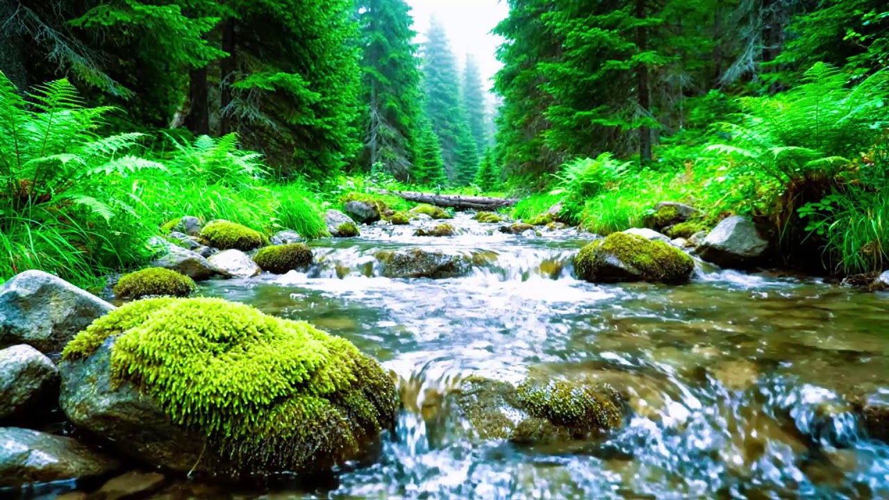 Forest Ambience Birds Singing Beautiful Stream Sounds for Peaceful Sleep, Rest, Focus Study,Medicine