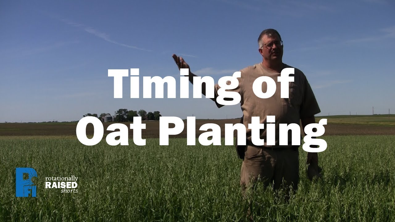When to Plant Oats in Iowa