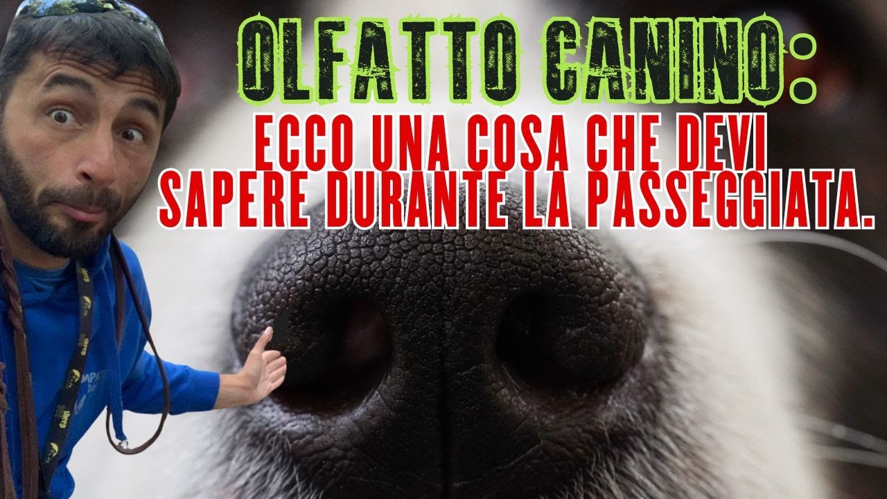 OLFATTO CANINO: ecco una cosa che devi sapere durante la passeggiata.