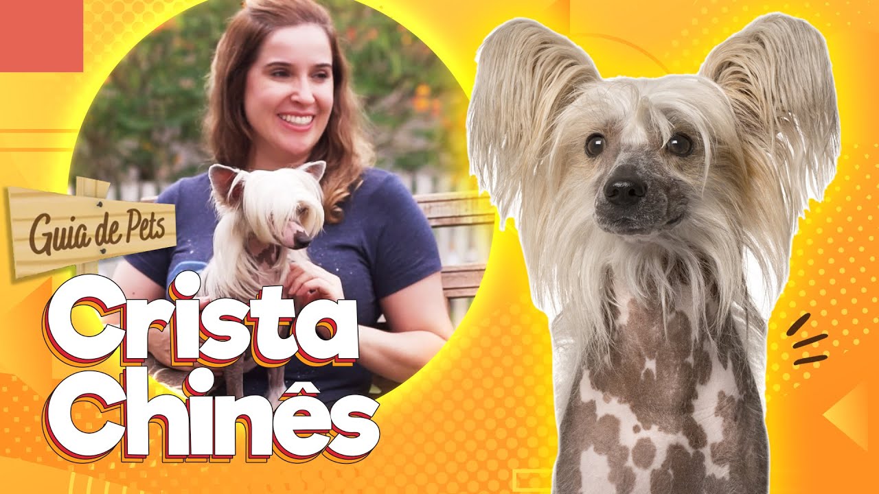 Cão de Crista Chinês - O cão pelado | Guia de Pets