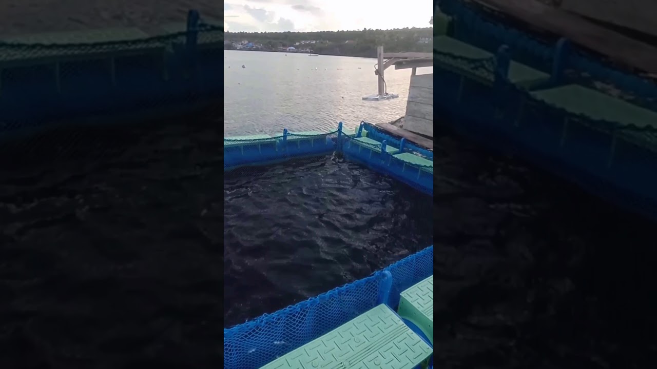 Budidaya ikan bubara dalam keramba jaring apung