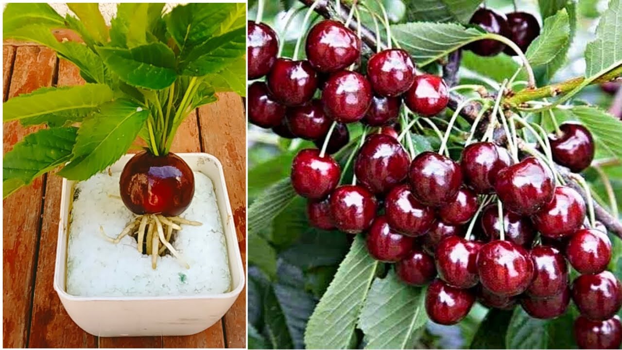 easy way how to grow cherry tree from cherry fruit with egg and alovera at home 100 % success