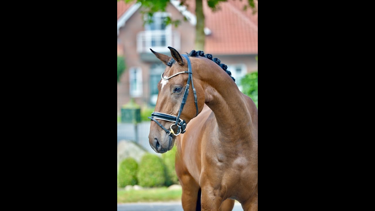 SOLD: FRANGELICO *2021 Hann gelding by Friedrich der Große-Don Crusador