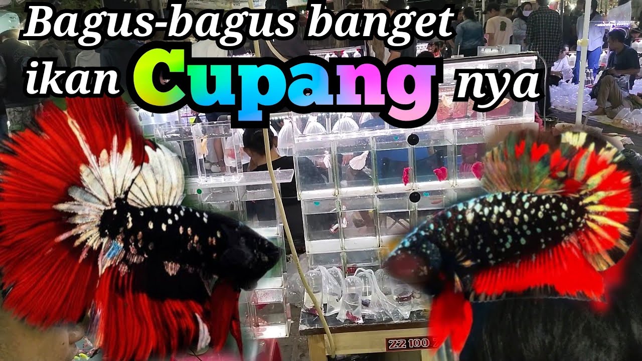 Cakep-cakep banget ikan cupang nya