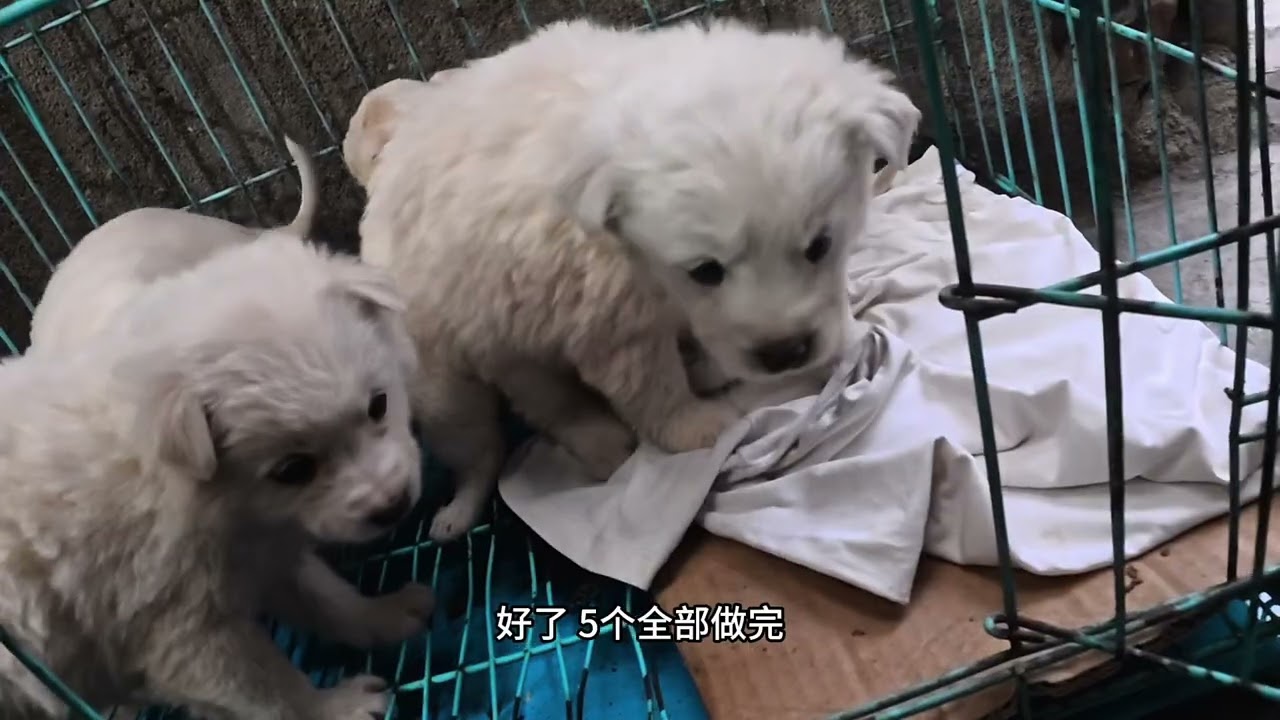 被遗弃的小狗狗，谁愿意给它们一个家呢？