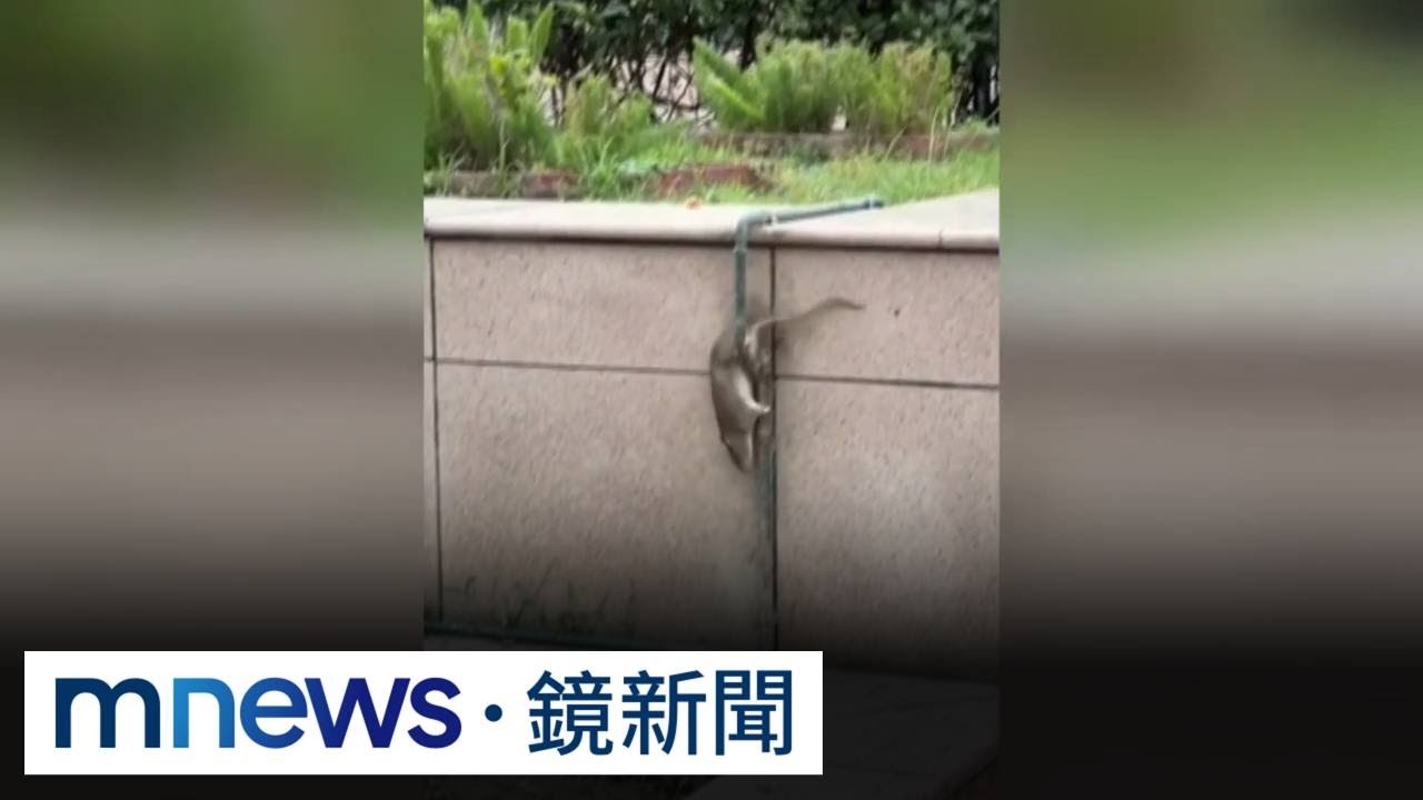 獨家／鼠鴿以？！雙北市區老鼠、大群鴿子出沒　專家憂病毒｜#鏡新聞