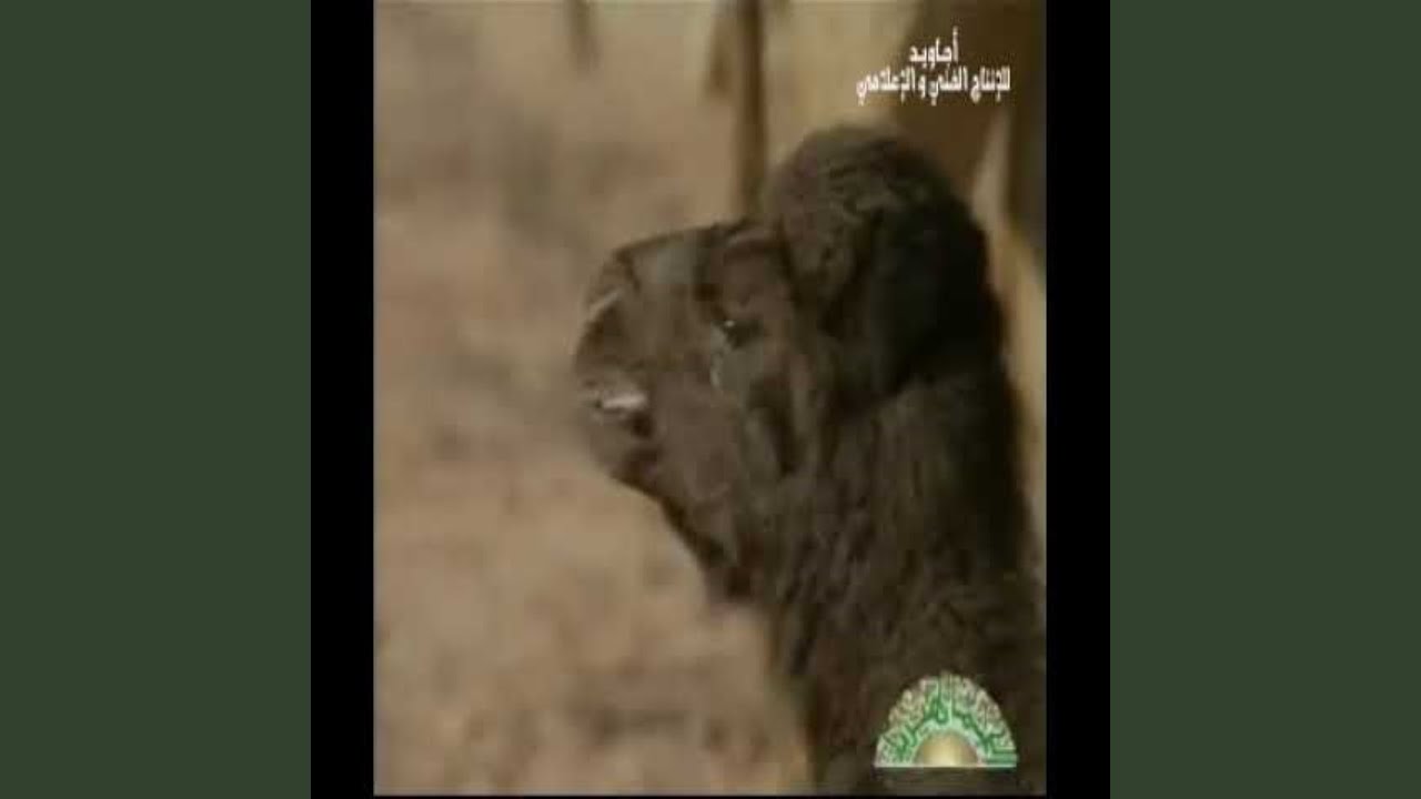 من اللي قال