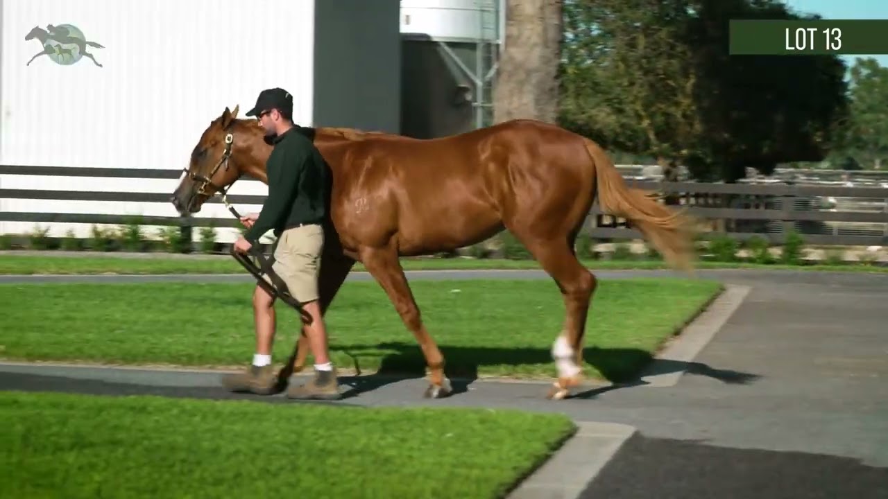 All Banter Colt - Inglis Classic 2025