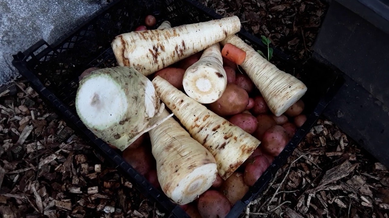 Bug Hotel 🐝 2019 Vegetables Harvested In April 2020 ♻️ Parsnips ♻️ Sarpo Mira Potatoes ♻️ Celeriac