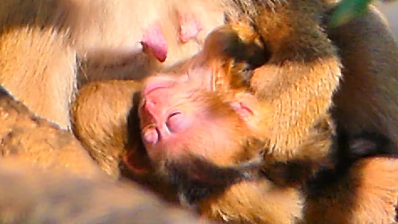 Mama Monkey MOKA Welcomes Her Baby Girl 🐒💖 | Gentle Early Family Moments.
