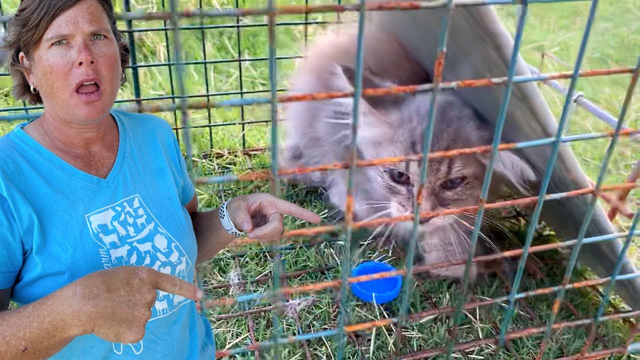 They Called Me For Help!