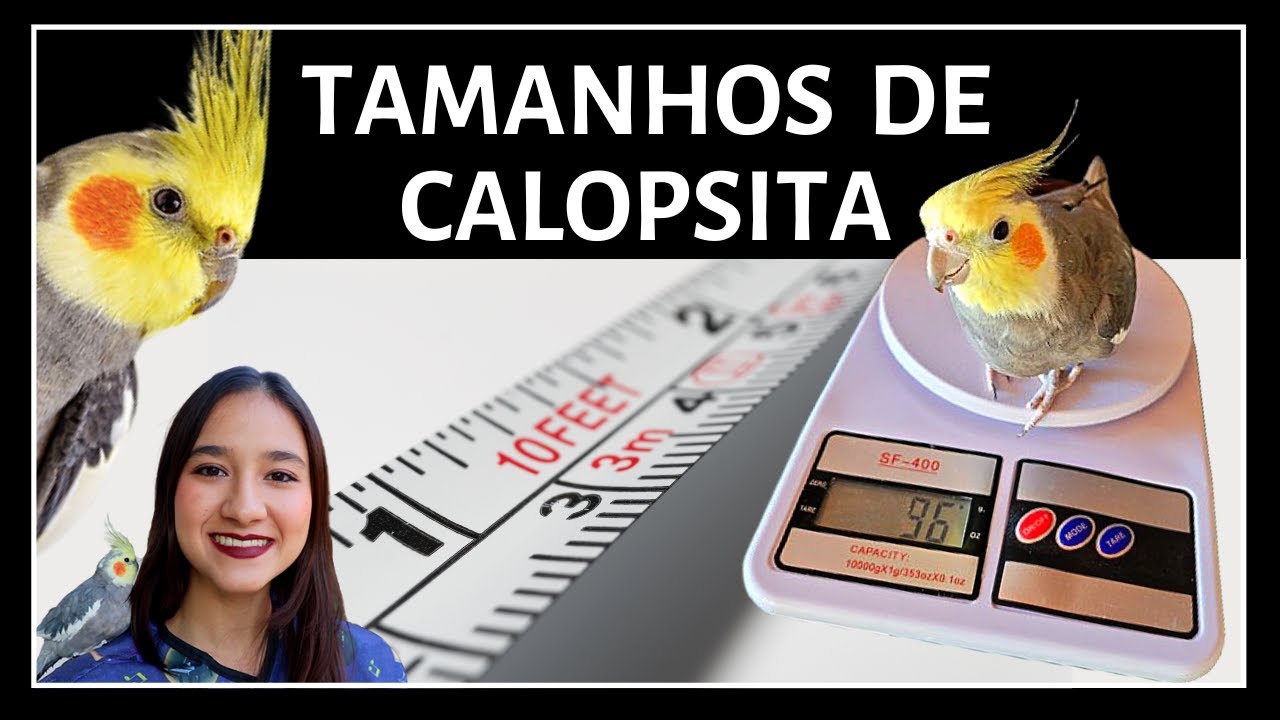 DIFERENTES TIPOS DE CALOPSITA! PORTES E MUTAÇÕES