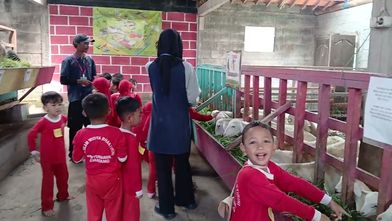 Kasih makan kambing