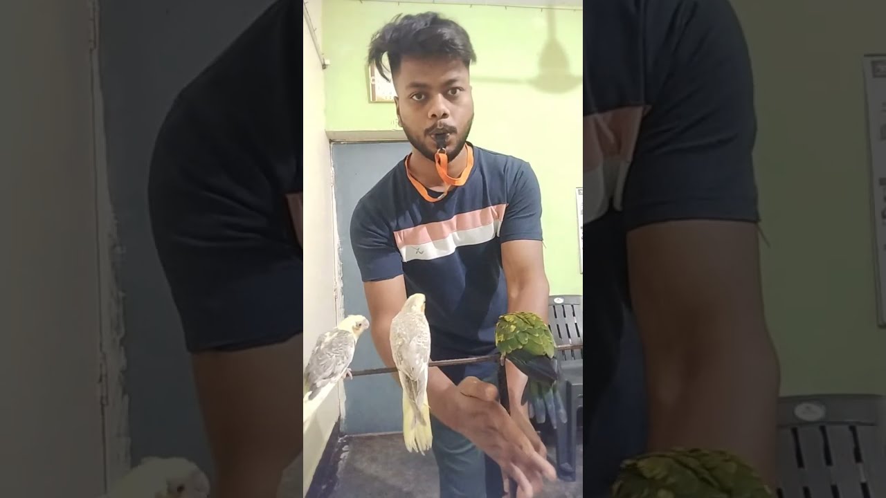 Yadav Bird Vlog  is live l hand tame training    Cockatiel SunConure Bird #birds #Hand  tame  traini