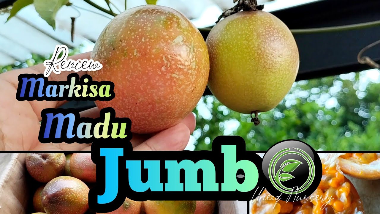 Review Markisa Madu Jumbo