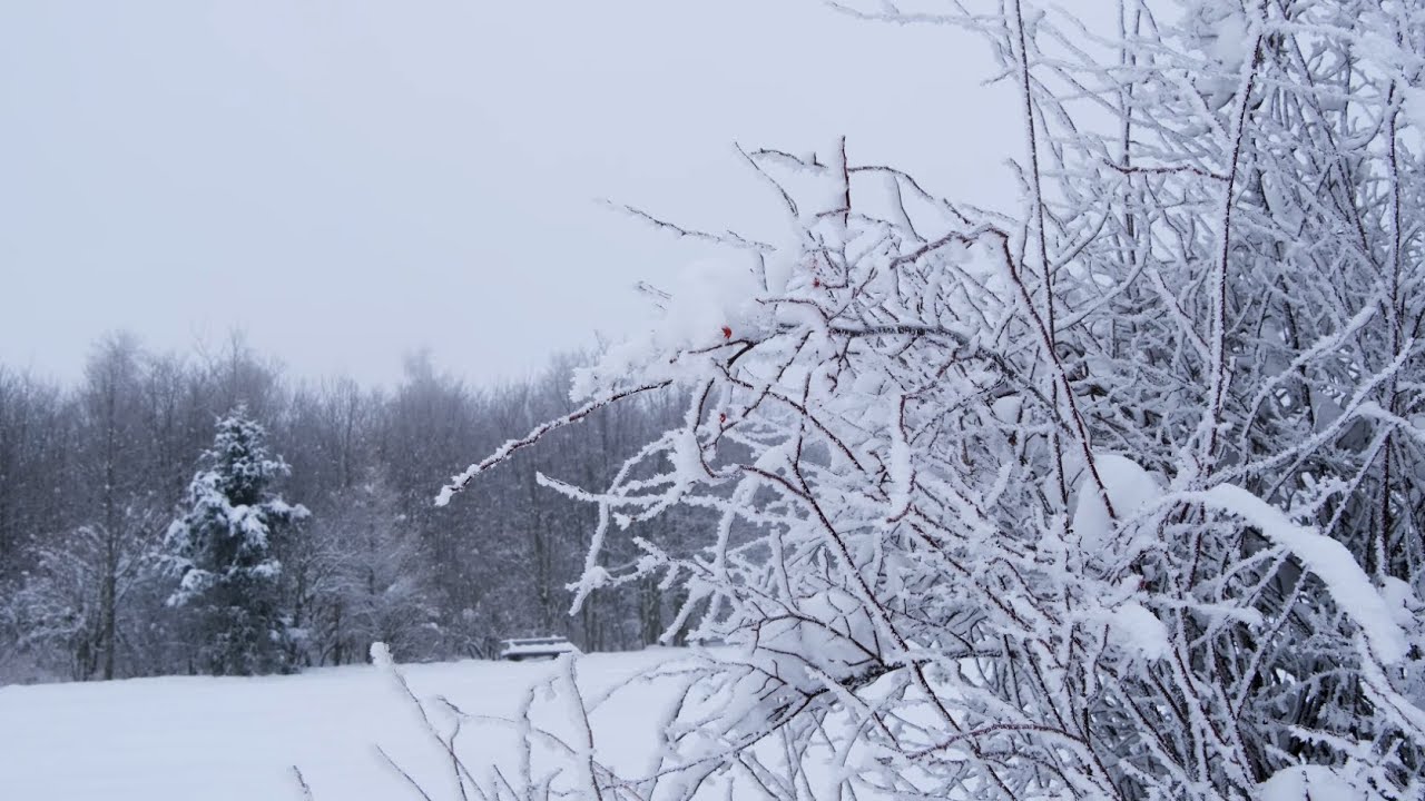 ❄️ Frozen Winter Branches | 1 Hour Silent Nature Visuals (No Sound)