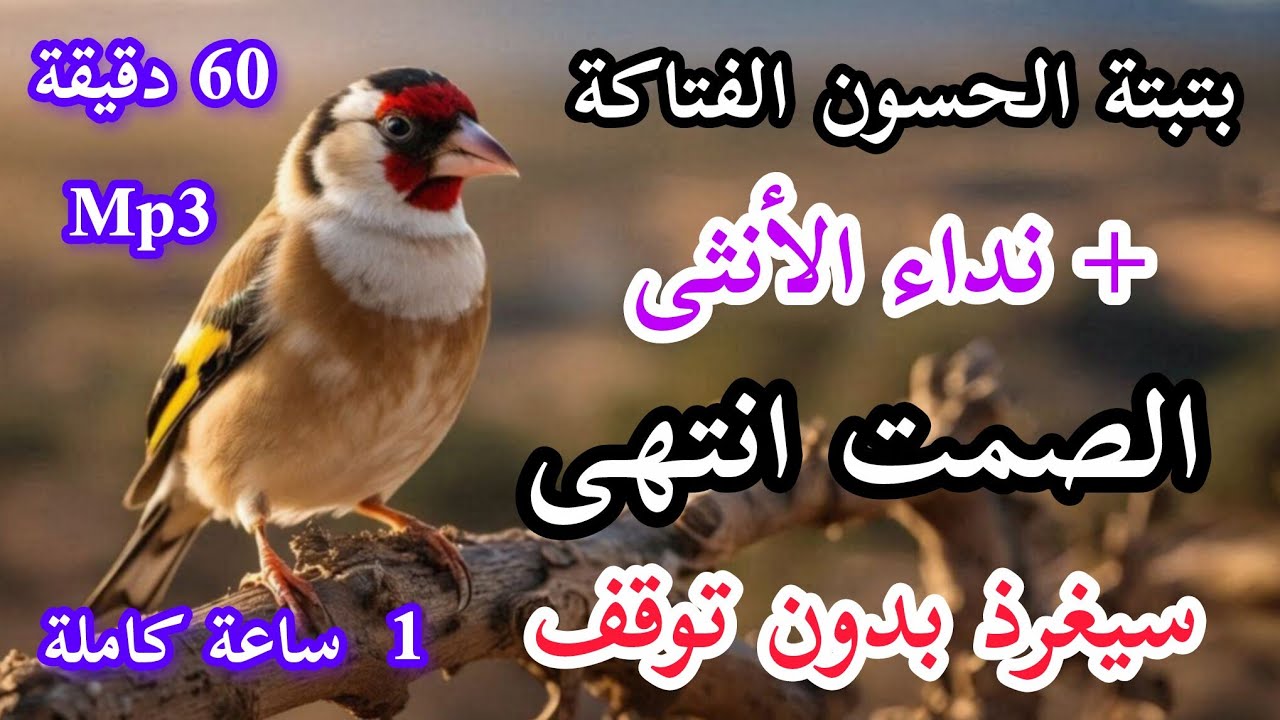 بتبتة الحسون الفتاكة + ستستات جماعية + نداء الأنثى  الصمت انتهى؛ حسونك سيغرد 