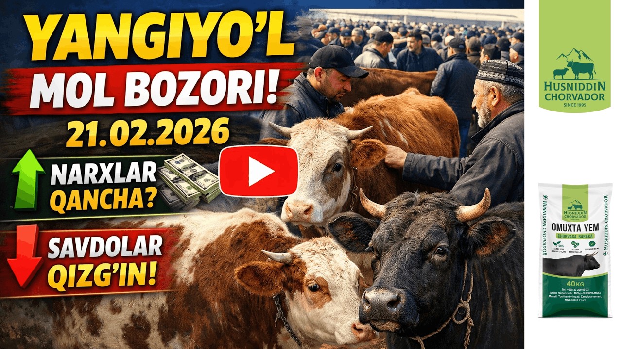 YANGIYO'L Mol Bozori - Bugungi narxlar 21.02.2026. Chorvador Husniddin!