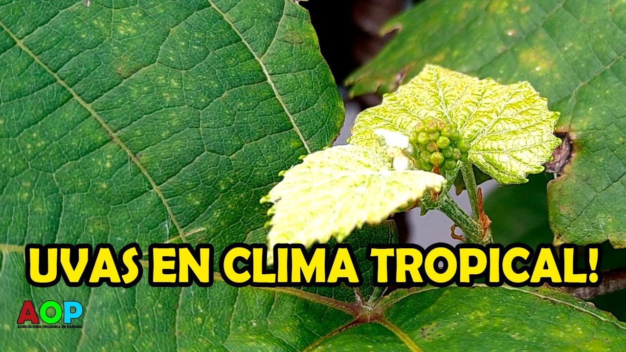 COMO PRODUCIR UVAS EN CLIMA TROPICAL, BEIN EXPLICADO