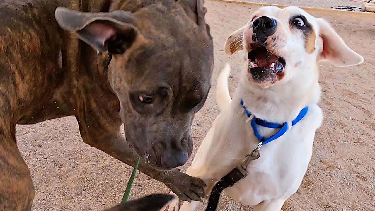 Dogs playing: Episode 44