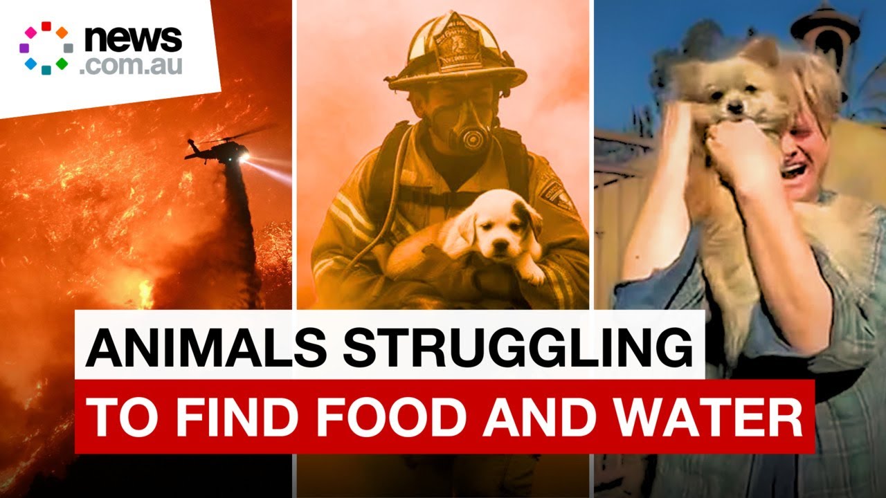 California wildfires leave pets and wildlife struggling to survive