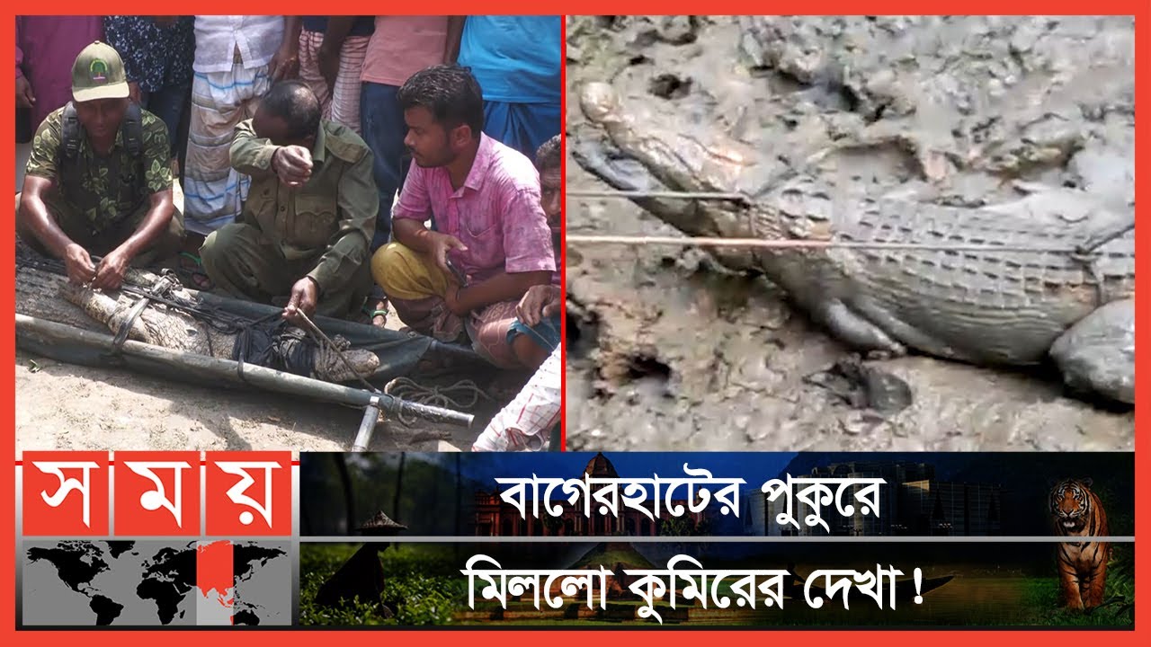 গ্রামজুড়ে কুমির আতঙ্ক! | Bagerhat Crocodile News | Crocodile | Bagerhat News | Somoy TV