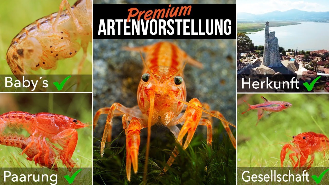 Oranger Zwergflusskrebs / Cambarellus patzcuarensis | LEXIKON DER AQUARISTIK mit Chris Lukhaup