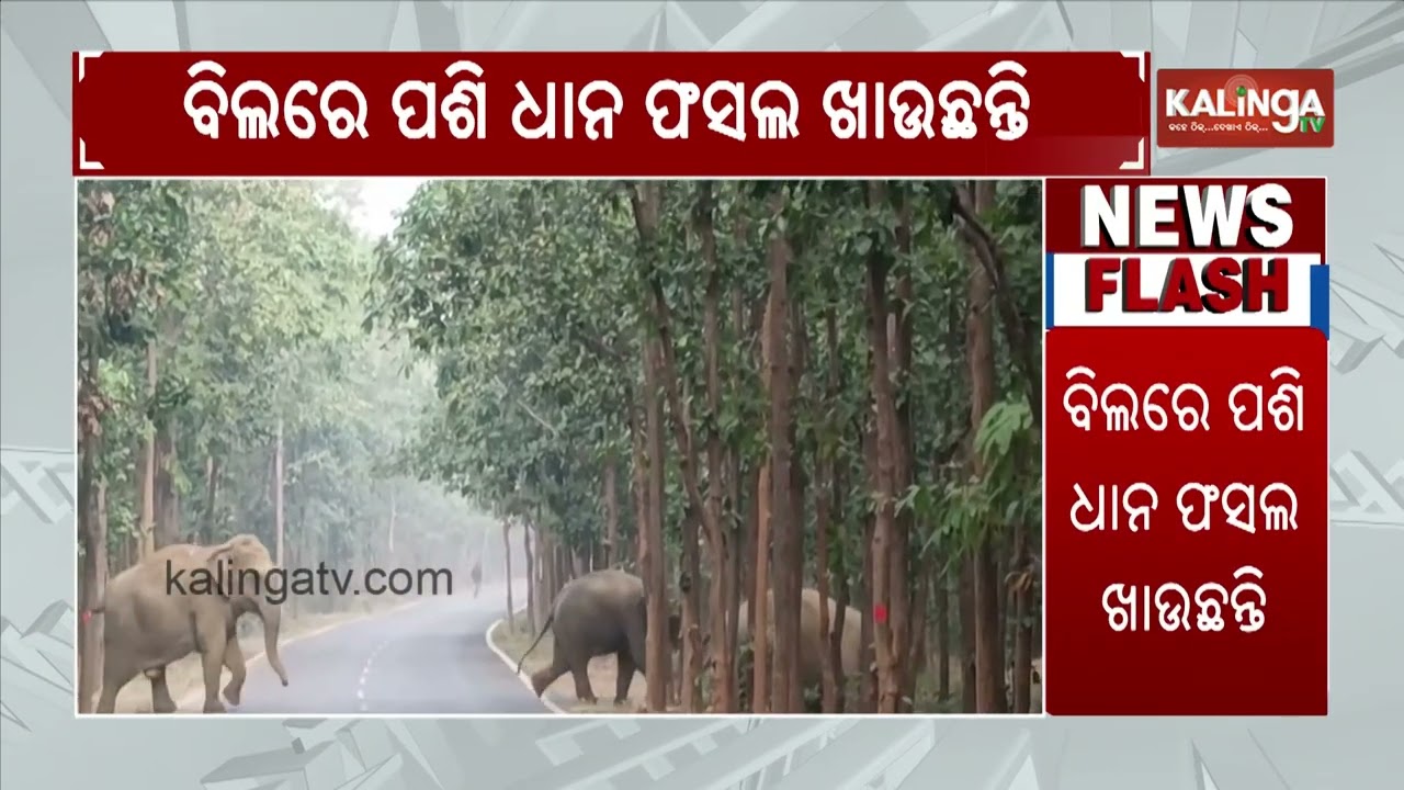 Herd of wild elephants creates havoc in Odisha's Mayurbhanj district | Kalinga TV