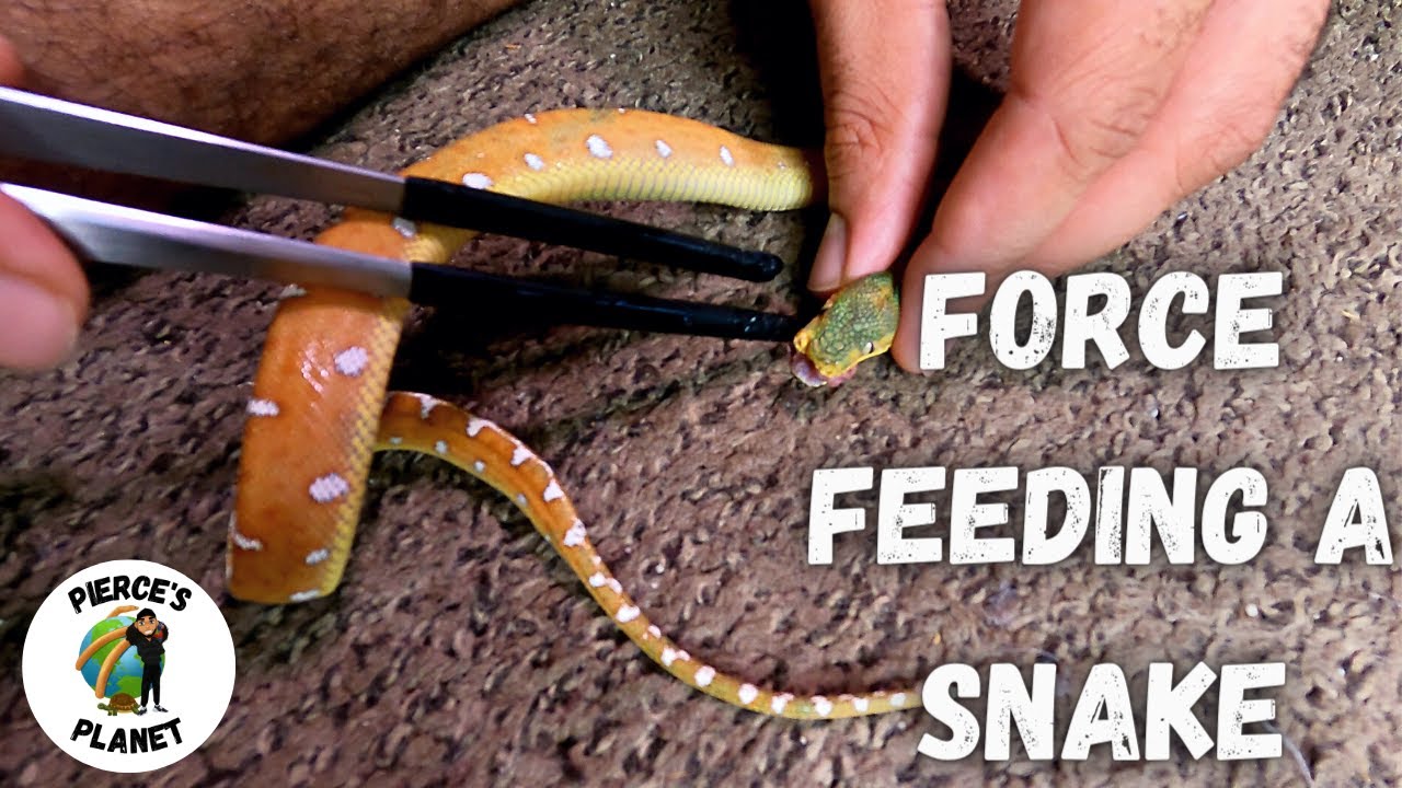 My Snake Won't Eat!!! Now I Have To Force Feed Her!