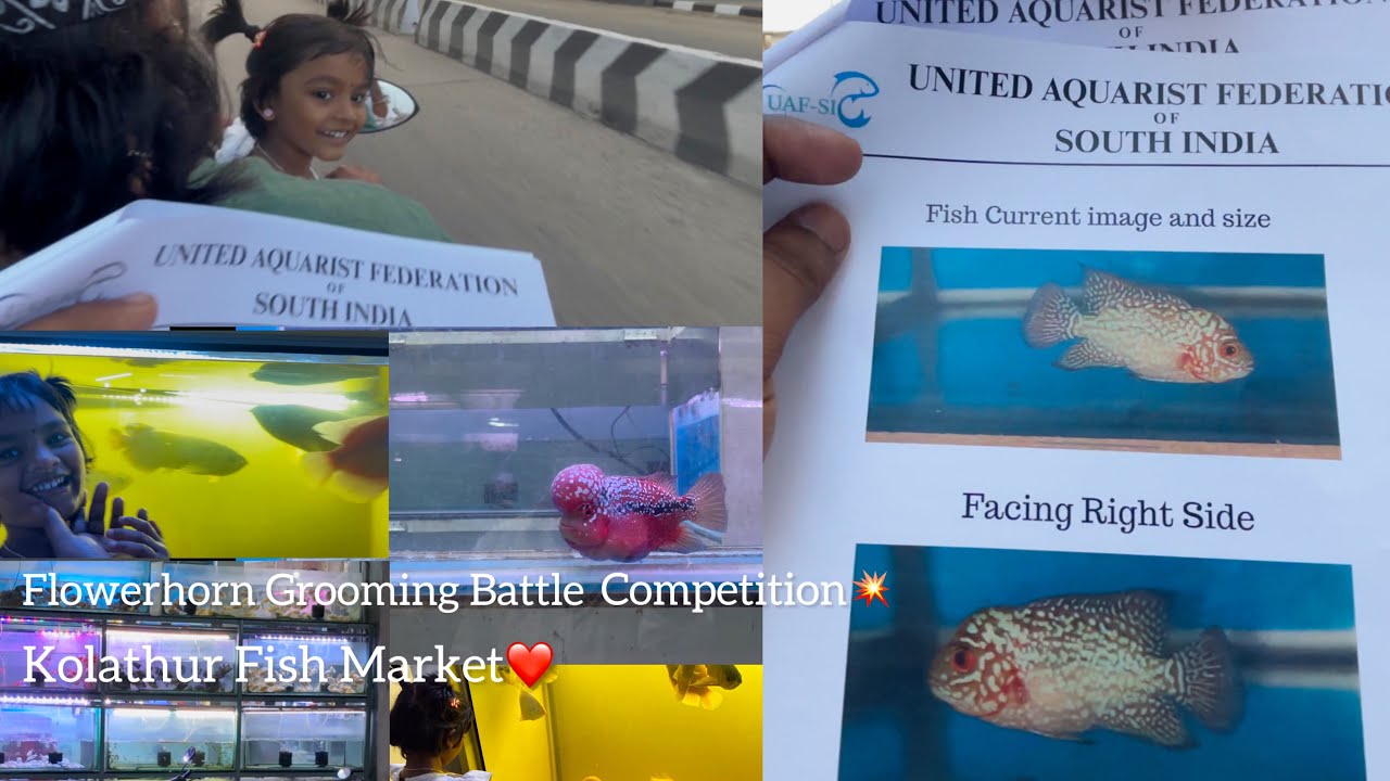 Flowerhorn Grooming battle❤️kolathur fish market🤩|| #youtube #tamil #youtubevideo #videos #fish #f2 