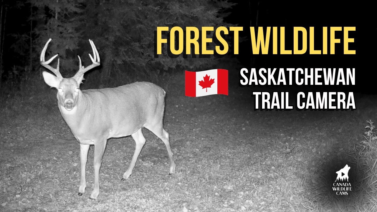 2 Years of Saskatchewan Boreal Wildlife: Trail Cam Highlights 2024-2026