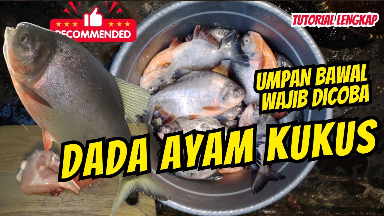 UMPAN mancing bawal paling jitu terbaru 2025  DADA AYAM SPESIAL, buat harian, LOMBA,  kolam campur