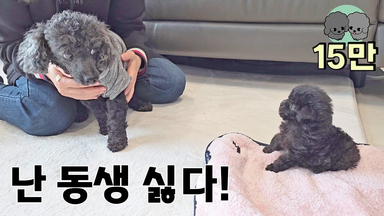 새끼강아지 싫다던 언니개 - 놀라운 변화과정