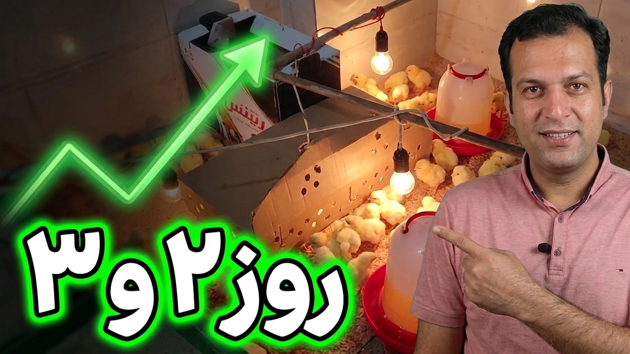 پرورش مرغ گوشتی در خانه صفر تا صد  قسمت دوم