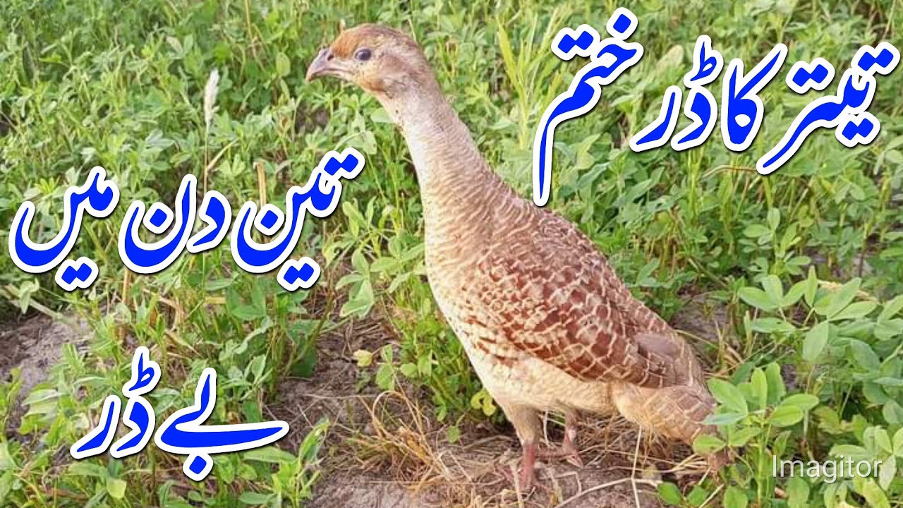 teetar ka dar khtam karen | how to handtame teetar | teetar ka dar khatm kranu ka trika |