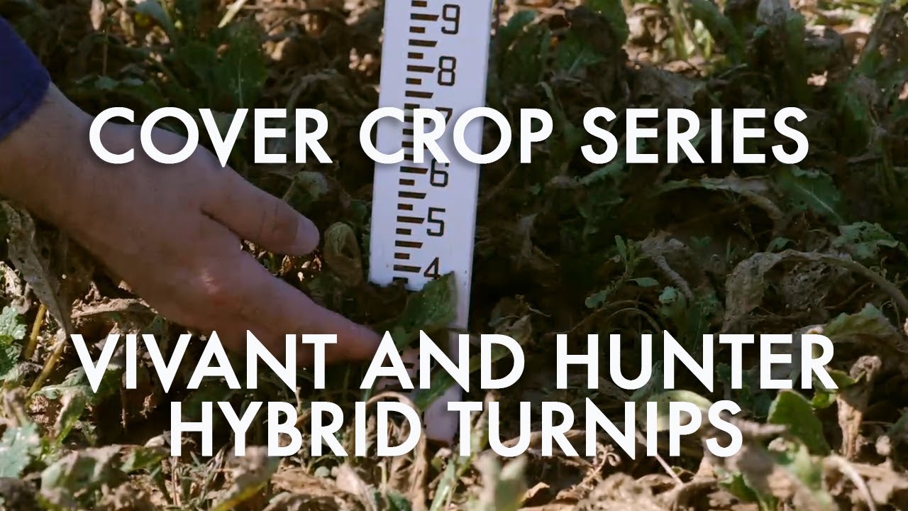 Vivant and Hunter Hybrid Turnips: Noble Cover Crop Series