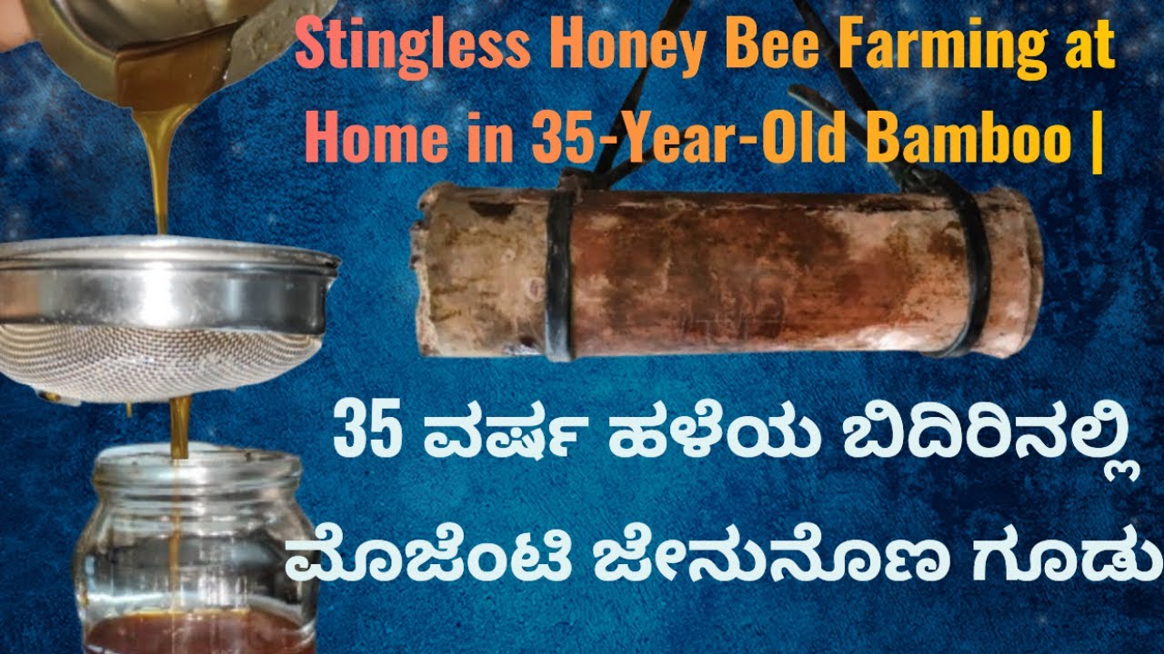 🐝 ಮೊಜೆಂಟಿ ಜೇನು 35 ವರ್ಷ ಹಳೆಯ ಬಿದಿರಿನಲ್ಲಿ |Stingless Honey Bee at Home in 35-Year-Old Bamboo.