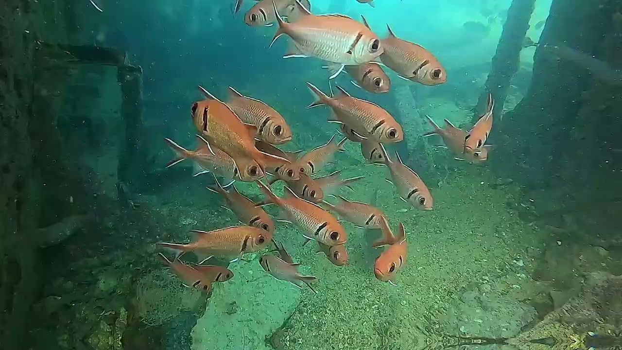 2024 Buceo en Isla de Sal, CABO VERDE , 2024