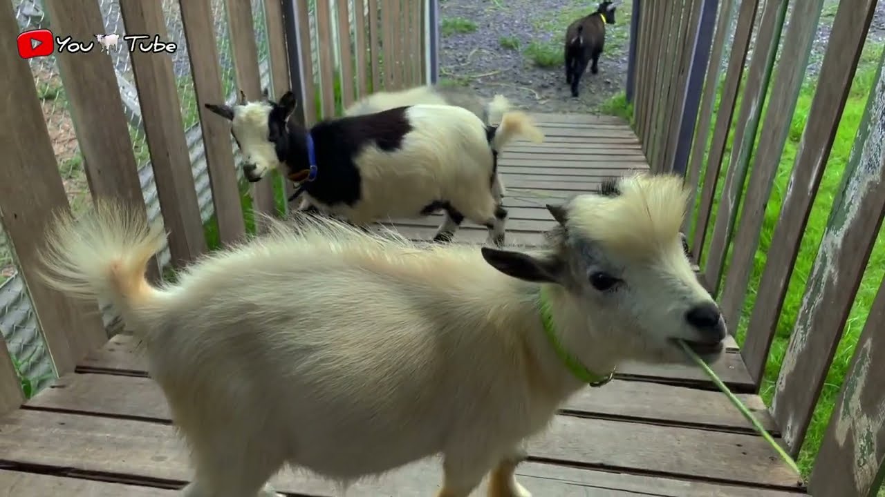 The goats are fighting over the food that has been putout. care of them closely
