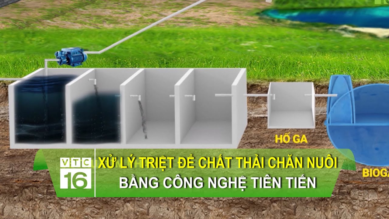Xử lý triệt để chất thải chăn nuôi bằng công nghệ tiên tiến | VTC16