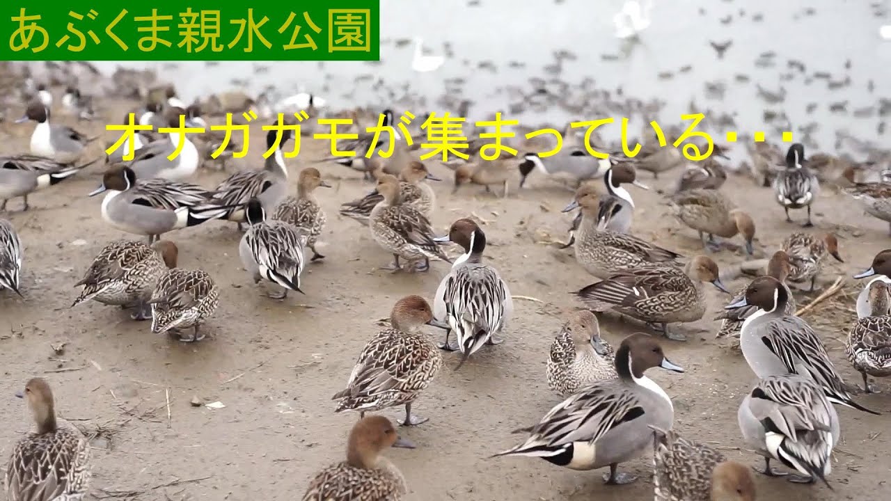 あぶくま親水公園のオナガガモ