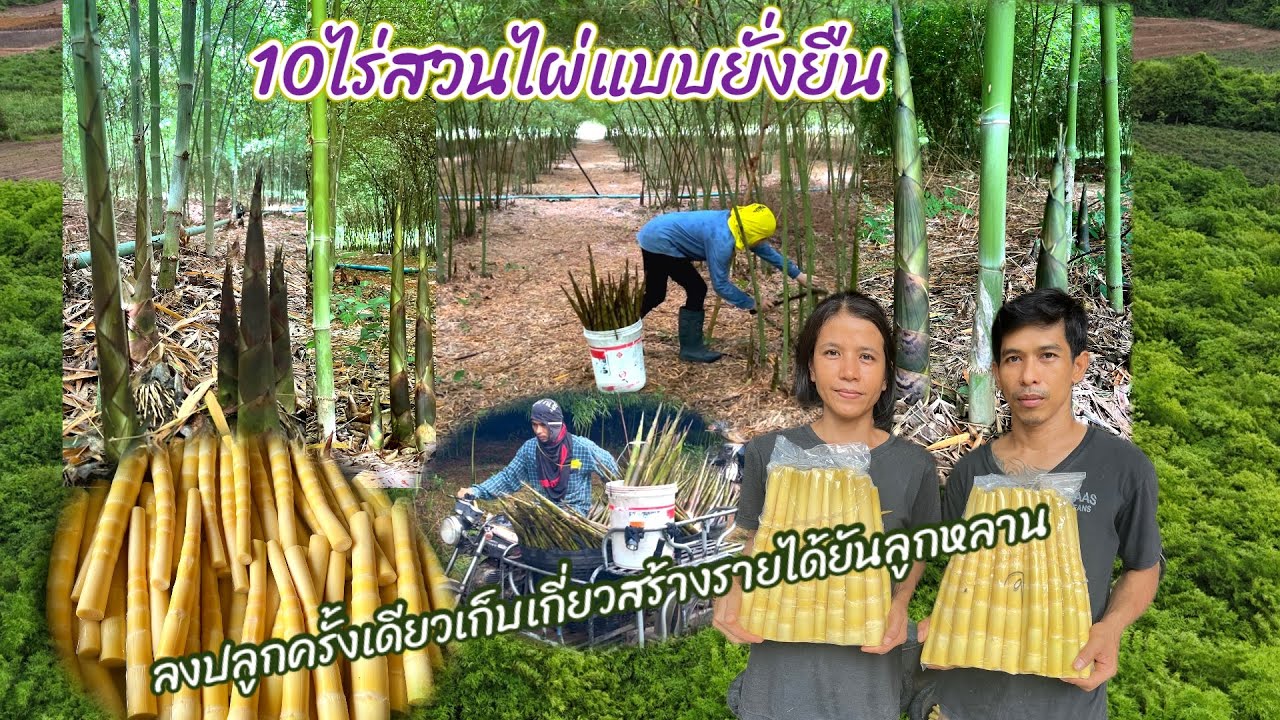 10ไร่ไผ่เลี้ยงหวานแบบยั่งยืนลงทุนครั้งเดียวเก็บเกี่ยวสร้างรายได้ยันลูกหลานได้จริงไหม #ไผ่เลี้ยงหวาน