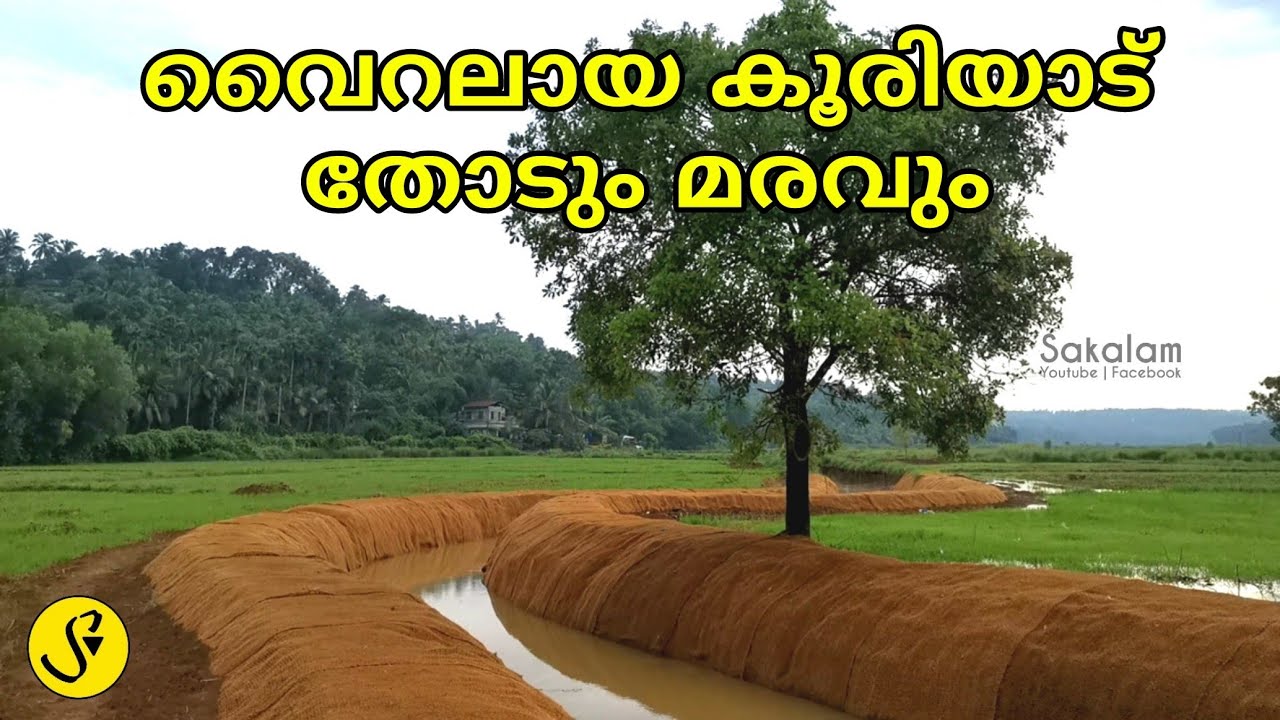 വൈറലായ കൂരിയാട് മരവും തോടും
